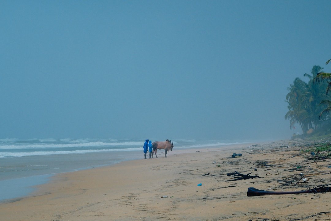 Photography Street Oblivion India Goa Bull Devotion Religion Beach Transcendence