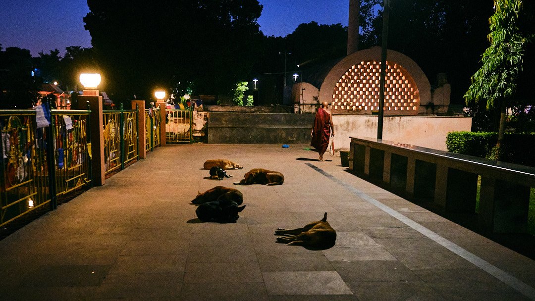 Photography Street Oblivion India Devotion Religion Transcendence Dogs Monk Bodhgaya Evening