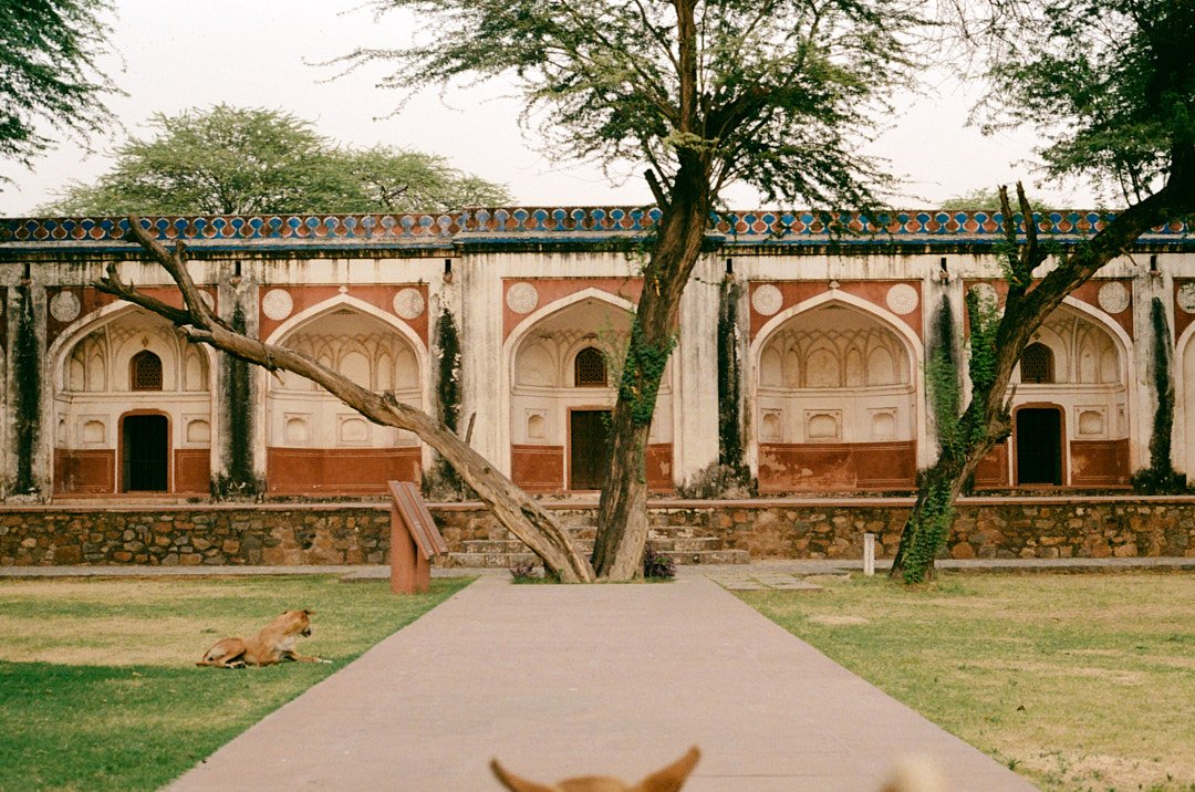 Photography Street Oblivion India Devotion Religion Transcendence Delhi Dogs Ruins Tree