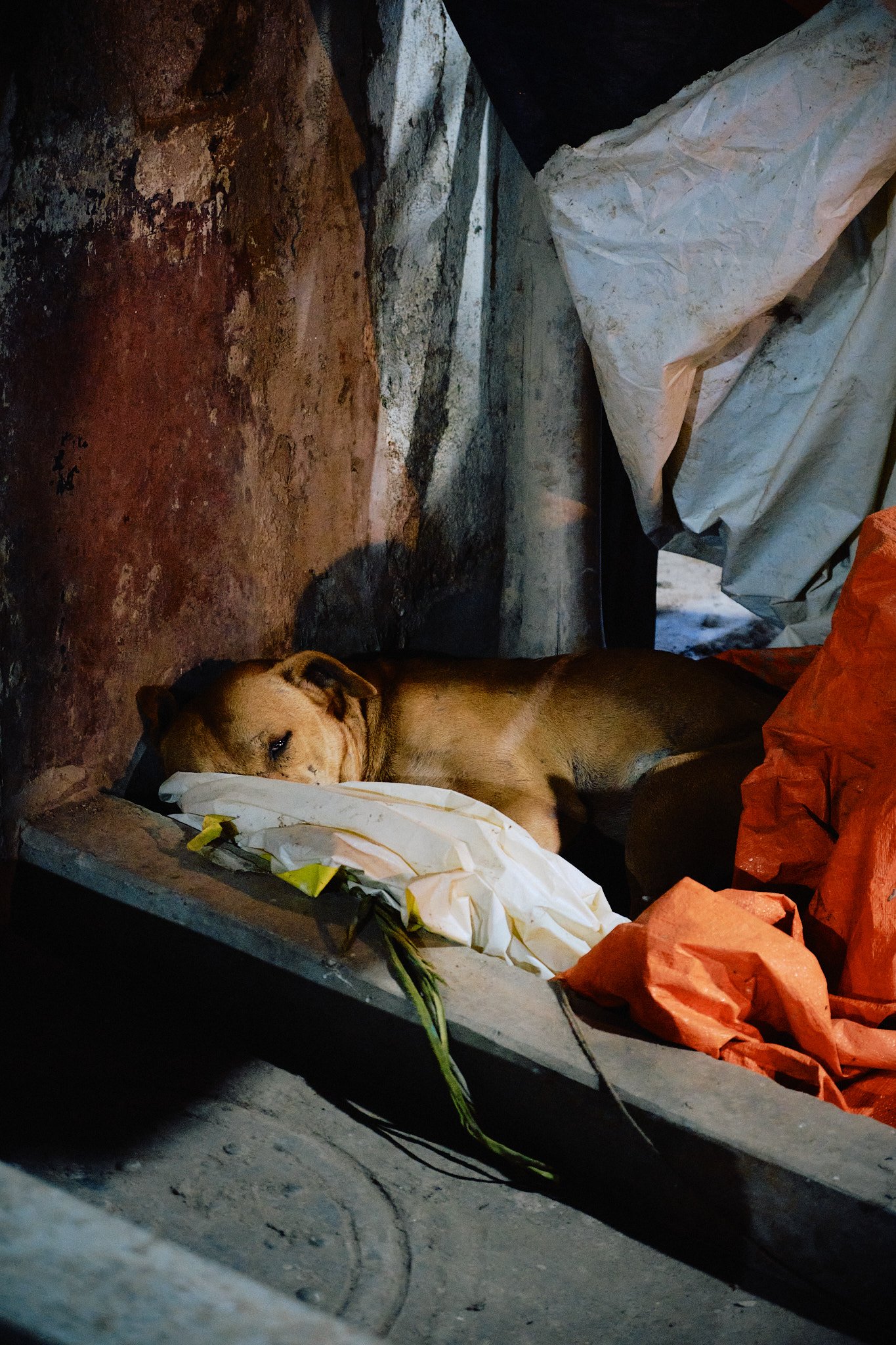 Kumartuli — image 11